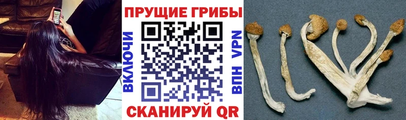 Псилоцибиновые грибы MAGIC MUSHROOMS  Тбилисская 